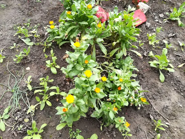 Căpşuni şi flori de primăvară, apărute în ianuarie, din cauza temperaturilor ridicate