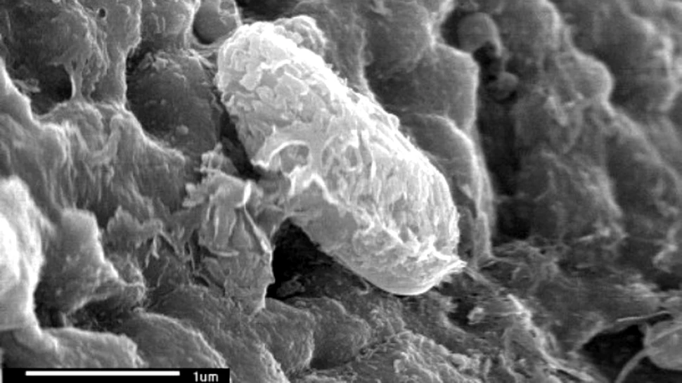 Alti doi meteoriti prezinta urme de viata martiana