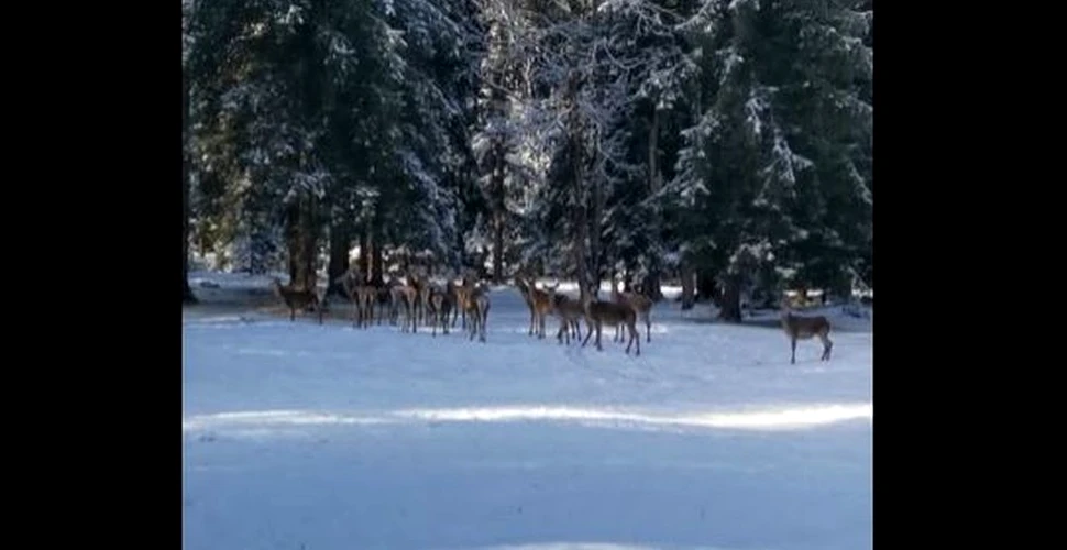 Imagini „de senzaţie”: Mai multe ciute au fost filmate într-o pădure acoperită cu zăpadă