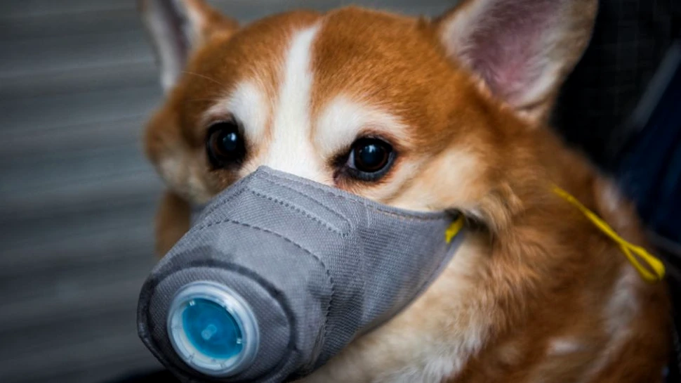 Un câine din Hong Kong a fost diagnosticat cu coronavirus