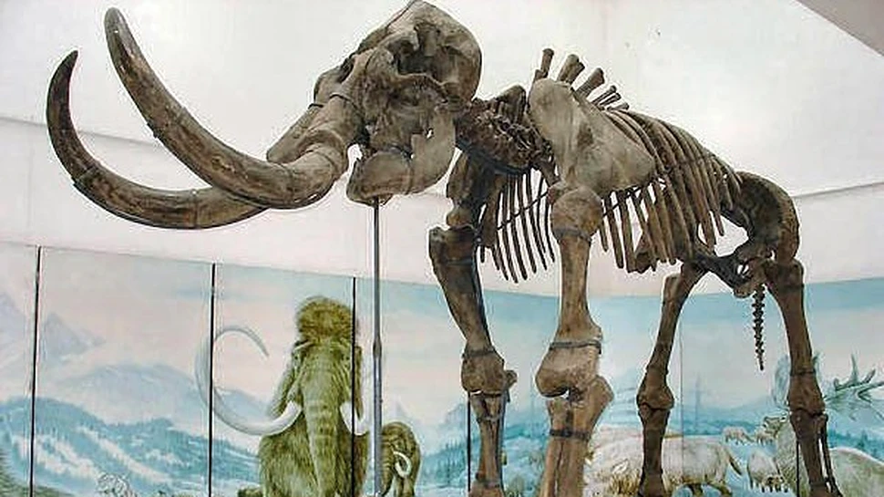 Cel mai mare elefant care a existat vreodata