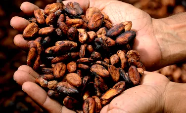 Mayaşii au utilizat ciocolata ca monedă de schimb