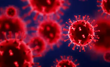 A fost descoperit un nou coronavirus la liliecii din Brazilia