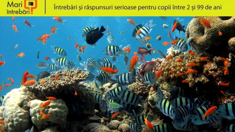 Poate un peşte să trăiască pe uscat?