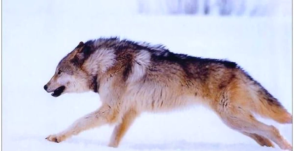 Impresionanta vanatoare a unei haite de lupi (VIDEO)