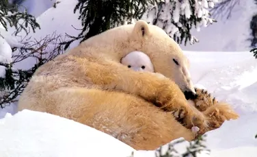 Alaska nu crede in disparitia ursilor polari