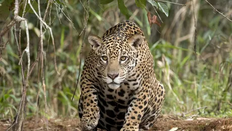 Pentru prima dată, a fost înregistrat mieunatul unui jaguar