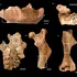 O colecție de oase dezvăluie dieta neanderthalienilor