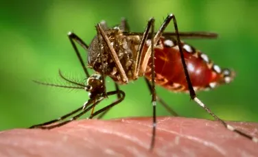 Malaezia foloseşte ţânţari modificaţi genetic pentru a stârpi febra Dengue