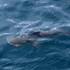 Un rechin rar, nemaivăzut de peste 20 de ani, a fost observat în Insulele Galapagos