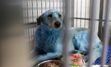 Ce s-a întâmplat cu mai mulți câini cu blana albastră descoperiți în apropiere de o fostă uzină chimică din Rusia