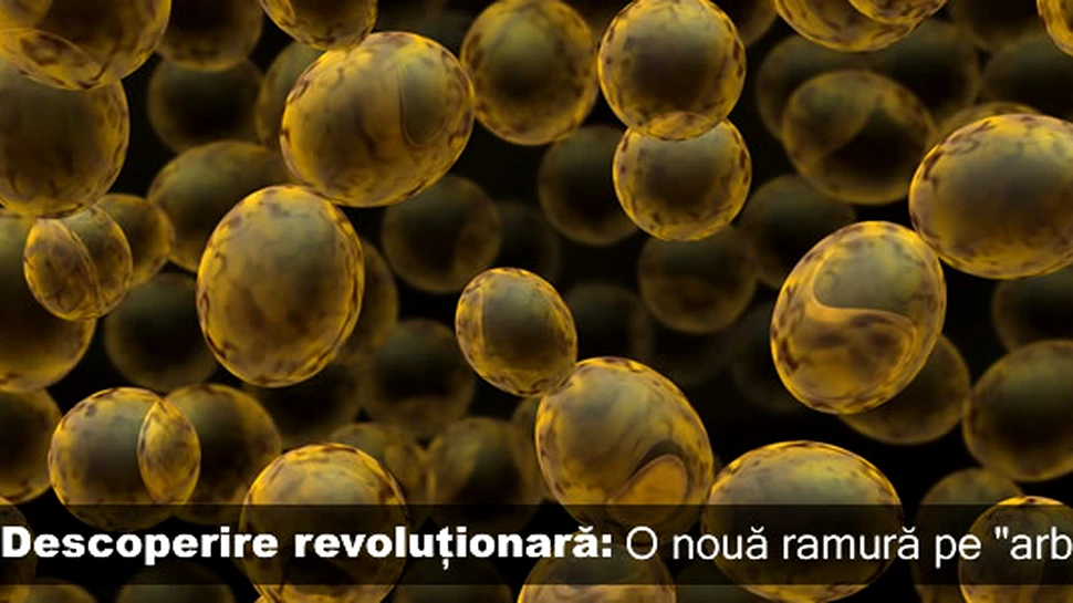 Descoperire revoluţionară: o nouă ramură pe „arborele vieţii”