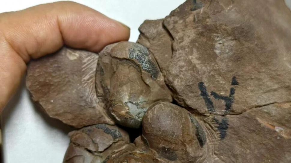 Cel mai mic ou de dinozaur găsit vreodată a fost confirmat în China