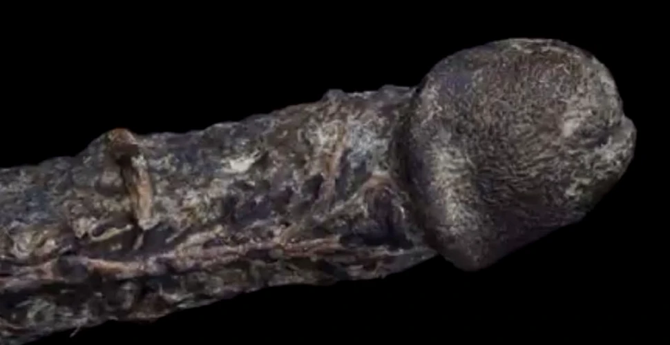 Penisul mumificat, în erecţie, al unui englez din secolul XVIII a fost evaluat la suma de 128 de mii de dolari