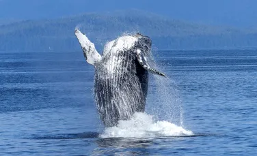 Balenele cu cocoașă au fost scoase de pe lista speciilor pe cale de dispariție
