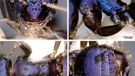 A fost descoperită o specie de furnică de culoare albastru-metalic