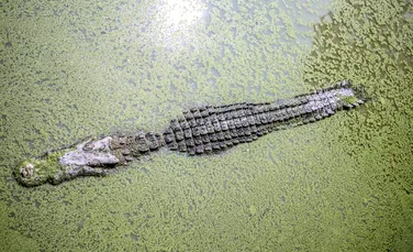 Crocodilii prosperă într-unul dintre cele mai poluate râuri din America Centrală