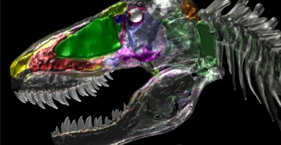 T.Rex si alti dinozauri aveau capetele pline cu aer