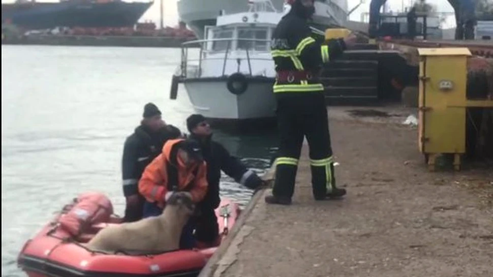 Ce s-a întâmplat cu oile salvate de pe nava răsturnată în Portul Midia