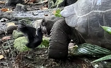 O țestoasă uriașă, filmată în timp ce atacă și mănâncă un pui de pasăre. Cum este explicat comportamentul neobișnuit