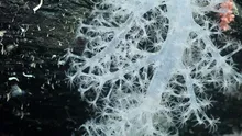 Un aisberg desprins din Antarctica a scos la iveală un ecosistem nemaivăzut până acum