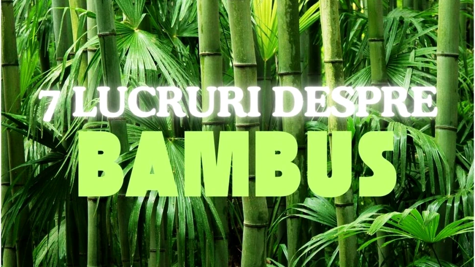 7 lucruri despre bambus, planta preferată a urșilor panda (P)