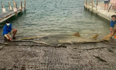 Cel mai mare pește ferăstrău documentat vreodată, descoperit eșuat pe o plajă din Florida