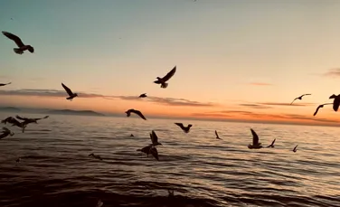 Oamenii de știință au creat tornade de foc gigantice care ar putea salva oceanele