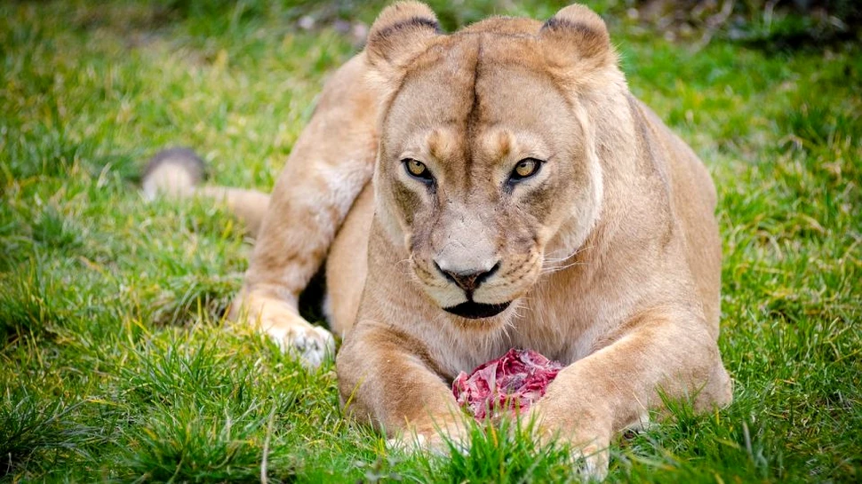 Carnivore: tipuri şi aspecte mai puţin cunoscute despre consumatoarele de carne