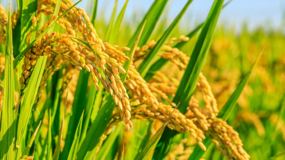 Producția globală de orez aproape s-a dublat în ultimii 50 de ani, în ciuda schimbărilor climatice