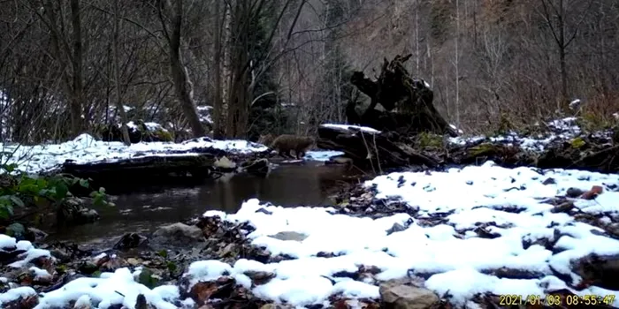 Imagini rare cu o pisică sălbatică ce traversează un pârâu într-o pădure din Munții Apuseni