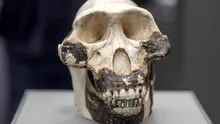 ADN-ul homininilor dispăruți ar fi putut ajuta primii oameni să supraviețuiască