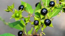 7 plante care nu trebuie atinse niciodată fără mănuși