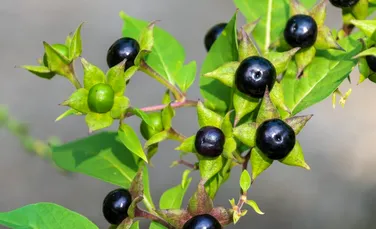 7 plante care nu trebuie atinse niciodată fără mănuși