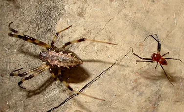 Penisul detaşabil: salvarea păianjenilor masculi