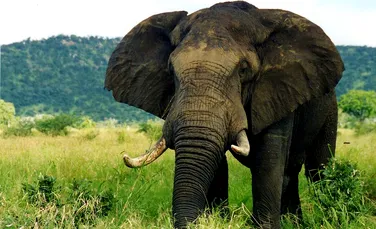 Execuţia prin utilizarea elefantului: Metoda bizară prin care unii criminali erau pedepsiţi în antichitate