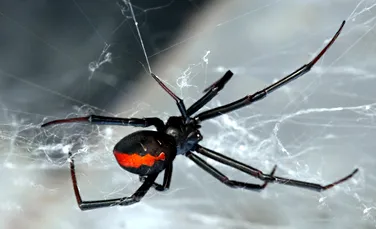 15 lucruri fascinante despre păianjeni pe care probabil nu le ştiai. Cum arată „devoratorul de păsări”
