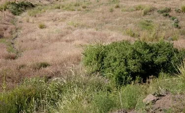 Buruienile invazive pun stăpânire pe câmpurile din Vestul American. „Iarba trișoare”, un mare pericol
