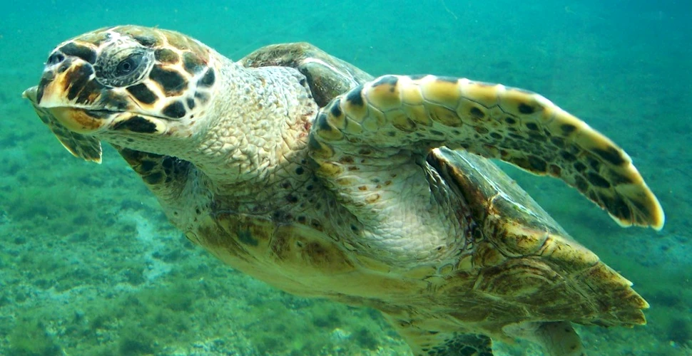 O nouă formă de braconaj pune în pericol grav ţestoasele marine
