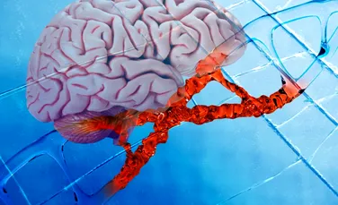 Un studiu genetic dezvăluie schimbările care au modelat evoluția creierului uman