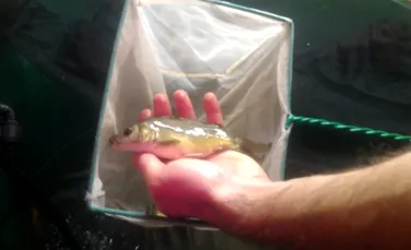 Dejecţiile peştilor sunt utilizate ca fertilizant pentru creşterea spanacului de către cercetătorii din Cluj-Napoca