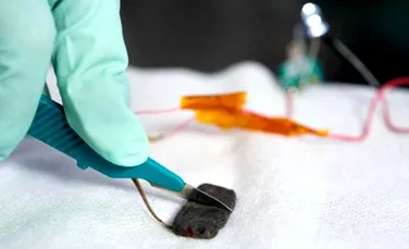 „Pielea” artificială care se repară singură – un material-minune pentru medicina viitorului?