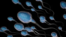 Primele testicule crescute în laborator ar putea fi capabile să producă spermă