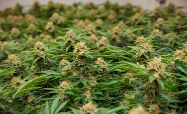 Cultură de cannabis, cu o capacitate de mii de plante, descoperită în Vrancea