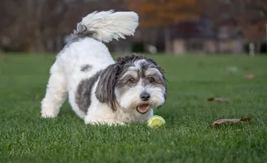 Ce înseamnă atunci când un câine evită privirea omului? Limbajul câinilor, explicat pe înțelesul tuturor!