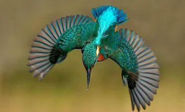 După 6 ani şi 720.000 de încercări, a realizat fotografiile extraordinare cu această pasăre mirifică – FOTO