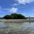 Habitatele de stridii dispar din Florida pe măsură ce statul american devine din ce în ce mai „fierbinte”
