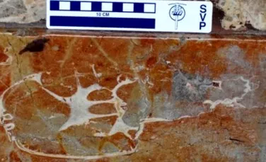 Dinozaur fosilizat descoperit in peretele unei biserici medievale