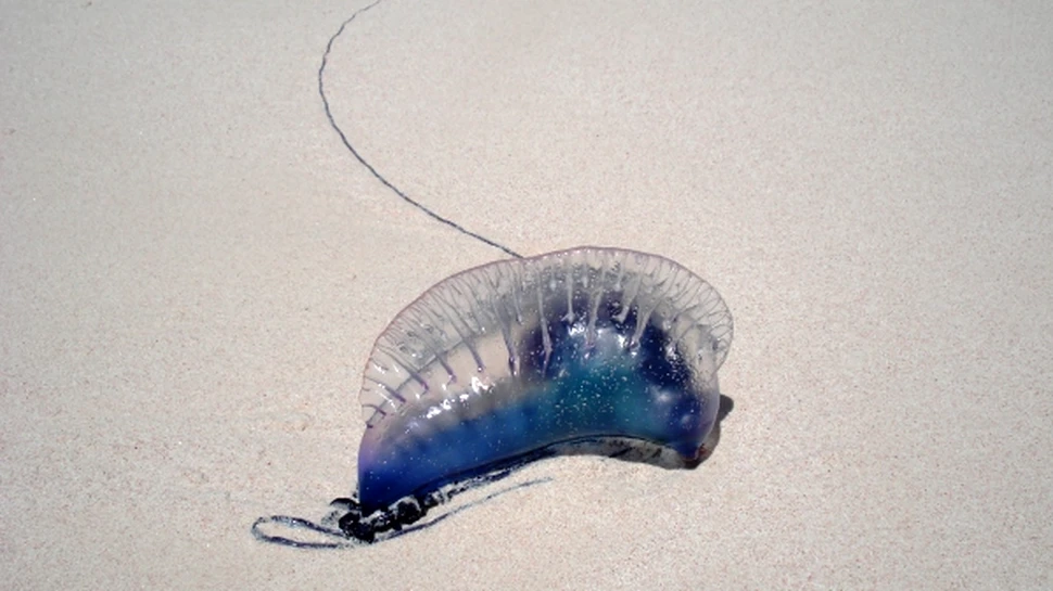 Corăbii portugheze au fost descoperite pe ţărmurile americane. Explicaţia cercetătorilor