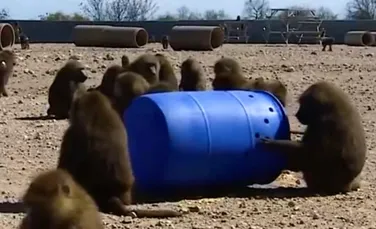 VIDEO. Planul extrem de inteligent de evadare pus la cale de un grup de babuini i-a uimit pe savanţii de la un laborator de cercetare din Texas